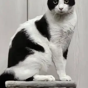 A Black and White Domestic Shorthair Cat Missing from Street 25B, Mirdif.