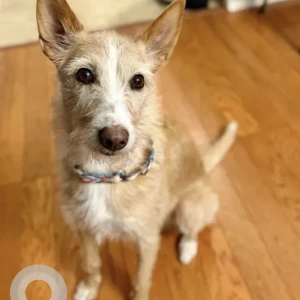 A White Portuguese Podengo Pequeno Dog Found from Wellman Ave/Tyngsboro St