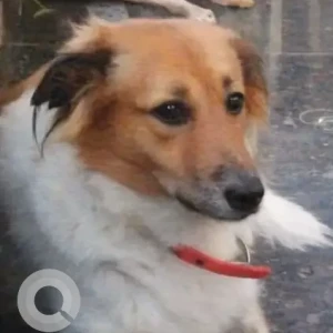 A White-Brown Mix Indie Dog Missing from Kothapet