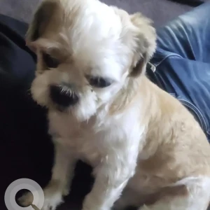 A White-Brown Mix Shih Tzu Dog Missing from Banashankari, Bengaluru