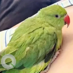 A Green Parakeet Bird Missing from IRN Mirdif Area, 69C Street