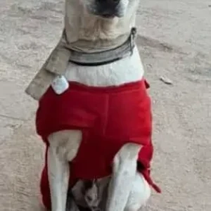 A White Indie Dog Missing from Naveen Niketan park-2