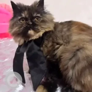 A Black and Brown Persian Cat Missing from Dobam Village