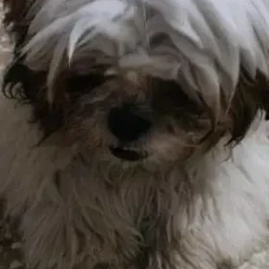 A White-Brown Mix Shih Tzu Dog Missing from Hennur Cross Flyover-2