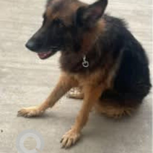 A Black and Brown German Shepherd Dog Found from Sunkadakatte, Bengaluru