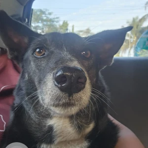 A Black and White Indie Dog Missing from Caranzalem Garden Area