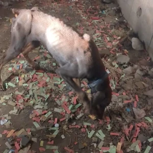 A Black Doberman Dog Found from Warje-2