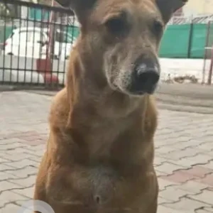 A Brown Indie Dog Missing from Chandimandir Canttonment-2