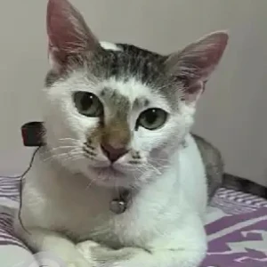 A Grey-White Mix Indie Cat Missing from Ramurthynagar-2