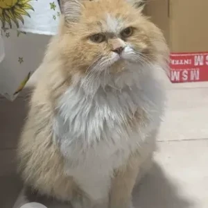 A White-Brown Mix Persian Cat Missing from Ewans residence