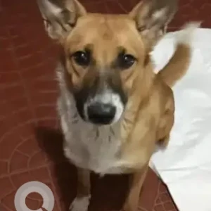 A White-Brown Mix Indie Dog Missing from Sri Ganesha temple, Kumarapark west