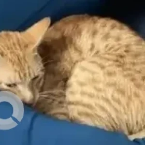 A Orange Ginger cat Cat Missing from Bengaluru-2
