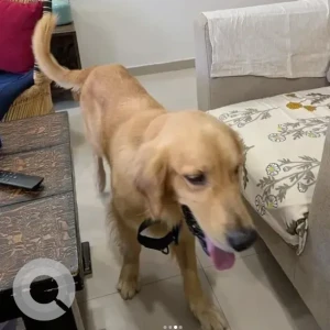 A Brown Golden Retriever Dog Found from Krishnarajapura, Bengaluru-2