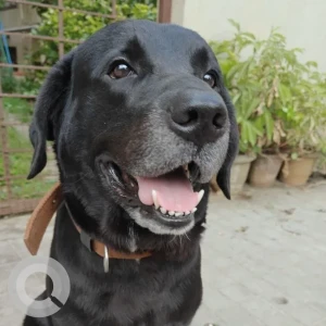 A White-Brown Mix Labrador Dog Missing from Venkatapura extension, Koramangala