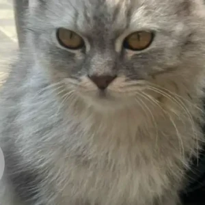 A White and Grey Persian Cat Found from Madinat Al Riyadh