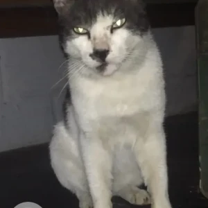 A White and Grey Indie Cat Found from Basavanagudi-2