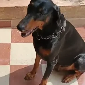 A Black and Brown Doberman Dog Missing from Kasarsai village, dam road-2