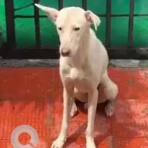 A White Indie Dog Missing from Indirapuram Manglam Society