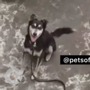 A Black Indie Dog Missing from Gajuwaka, Dayal Nagar-2