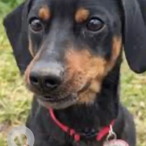 A Black and Brown Dachshund Dog Missing from Turtle Way & Meetinghouse Rd.