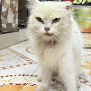 A White-Brown Mix Persian Cat Found from Pune-3