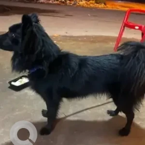 A Black Indian Spitz Dog Found from NH 44, near Devanahalli, Godrej Royle woods