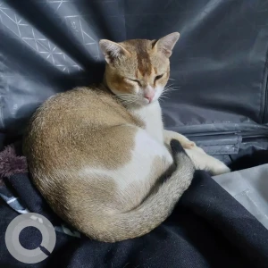 A Grey-White Mix Indie Cat Missing from Premnagar, Naharlagun