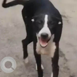 A Black and White Indie Dog Missing from Rajabazar Science College, Pharsi Bagan Lane