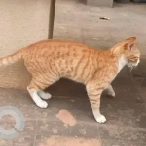 A Black and Brown Indie Cat Missing from Babusapalaya-3