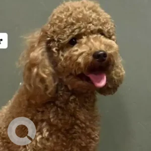 A Brown Poddle Dog Missing from Adambakkam, Chennai