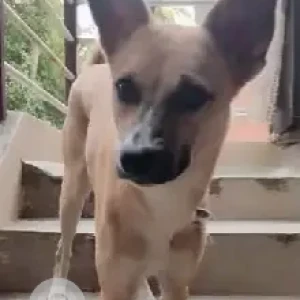 A White-Brown Mix Indie Dog Missing from Bengaluru