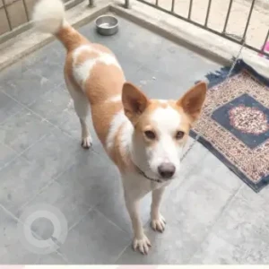 Female Indie Dog Adoption for Adoption in Gurgaon