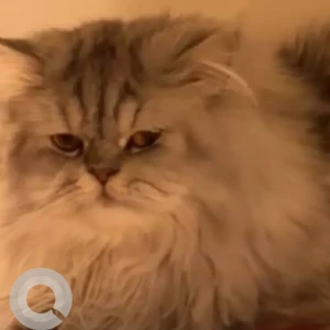 A Grey Persian Cat Missing from MBZ city Zone 21.