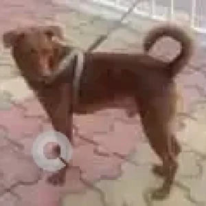 A Brown Indie Dog Missing from Malad West, Mumbai-4
