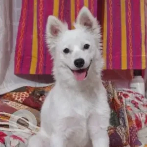 A White Pomeranian Dog Found from Babukhan Lane