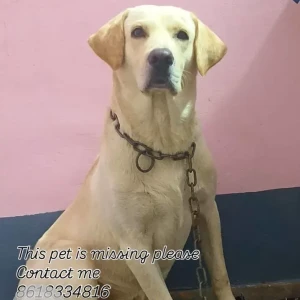 A White Labrador Dog Missing from Jigani Hobli, Anekal Taluk