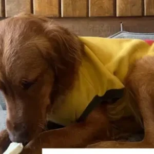 A Golden Golden Retriever Dog Found from Vivanta hotel, Jhamshikhel