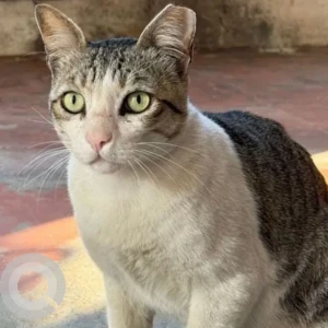 A White and Grey Indie Cat Missing from Koramangala Police Station