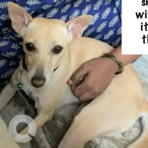A Light Brown Indie Dog Missing from Devaraj Nagar, Sholinganallur