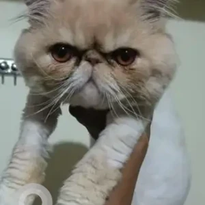 A White-Brown Mix Persian Cat Cat Found from Airforce road, Gangamma circle