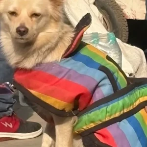 A White Pomeranian Dog Found from BIBA showroom on Ring Road Lajpat Nagar-3