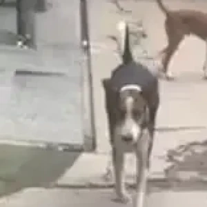 A Black and Brown Indie Dog Missing from Sanik vihar, Pitampura