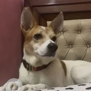 A White-Brown Mix Indie Dog Missing from G-2 / 52 Sector-15, Rohini-2