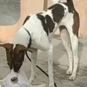 A White-Brown Mix Indie Dog Missing from HBR Layout, Bengaluru