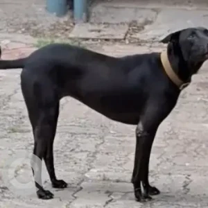 A Black Indie Dog Missing from Aashika Apartments, Alapakkam, Maduravoyal-2