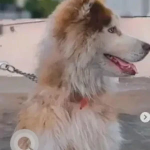 A White-Brown Mix Husky Dog Found from Vijaynagar, Marenahalli-2
