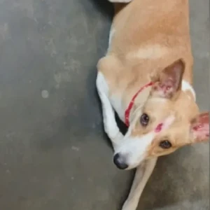 A White-Brown Mix Indie Dog Missing from Sodpur, Natagarh, Krishnapur-2