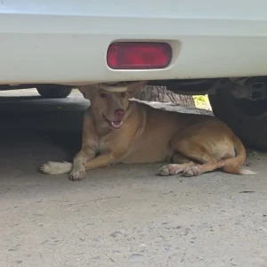 A White-Brown Mix Indie Dog Found from Malibu Towne, Sohna Road, Gurgaon