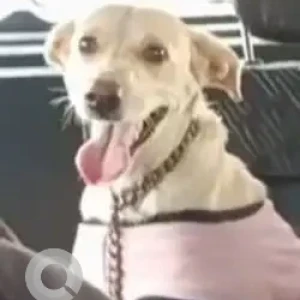 A White-Brown Mix Indie Dog Missing from Naraina, Dhaula Kuan