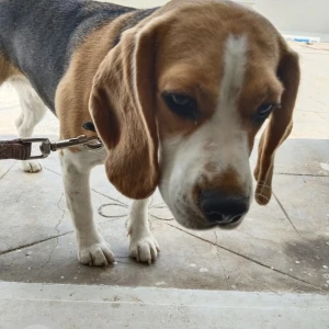 A White-Brown Mix Beagle Dog Missing from Hebbal Kempapura, Vinayaka Layout
